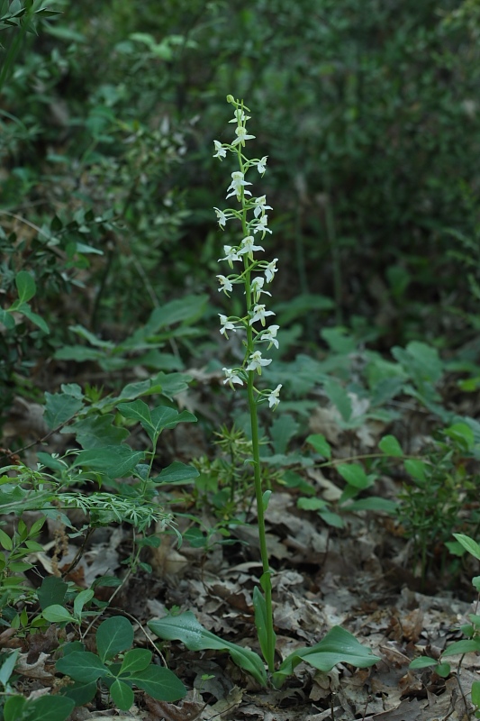 Orchidee. nel fondo del barile